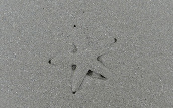 starfish